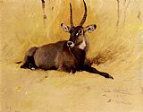 Wilhelm Kuhnert Canvas Paintings - A Common Waterbuck